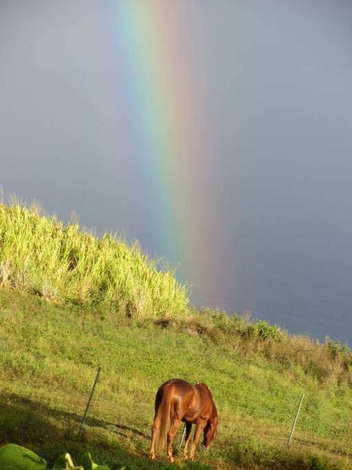 Waipio Studio Apartment Kukuihaele ภายนอก รูปภาพ
